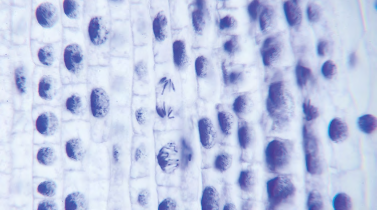 ISO 23511:2026 for cell line identification released